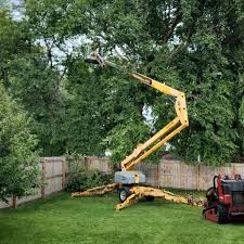 How Our Tree Care Process Works  in  Sidney, OH