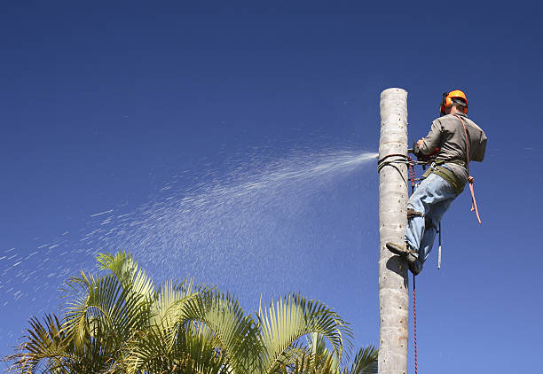 Best Tree Trimming and Pruning  in Sidney, OH