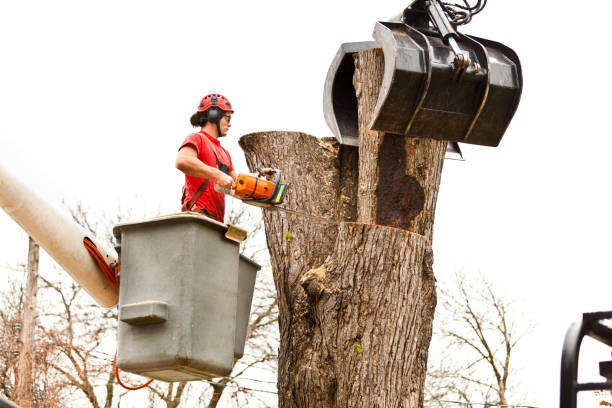 Sidney, OH Tree Care Company